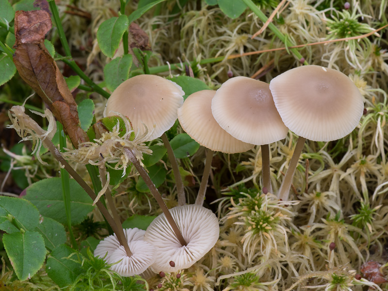 Tephrocybe palustris